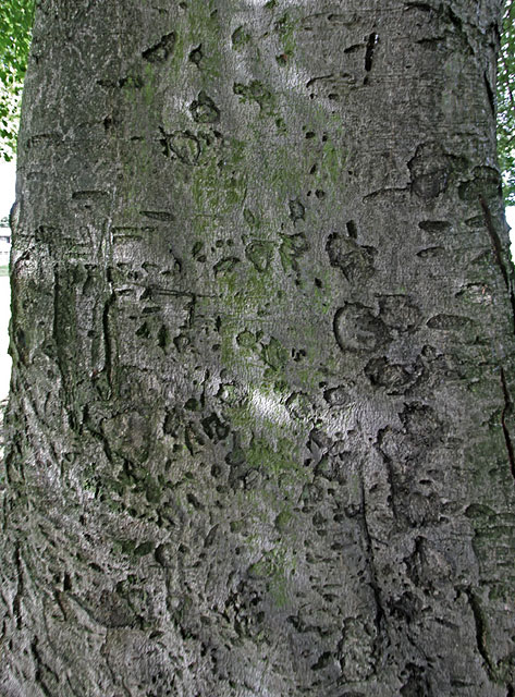 Bark of Beech Tree  -  Liberton Primary School at the SW corner of Inch House  -  September 2012