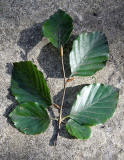 Beech Tree  -  19 September 2012