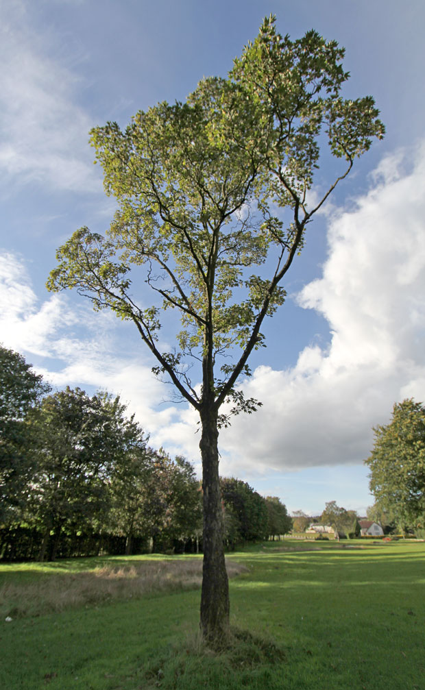 Tree in the SE corner of Inch Park  -  September 2012  -  What type of tree is this?