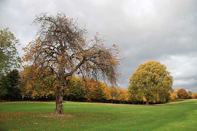 0_around_edinburgh_-_inch_park_autumn_002151_1000.htm