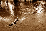 Inch Park, Liberton  -  August 2008  -  Flood in the Park