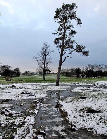 Scots Pine Tree with snow and ice, on the ground that was flooded  in Inch Park between Glenallan Drive and the children's playground in front of Inch House  -  January 2013