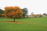 Tree near the SW corner of Inch Park