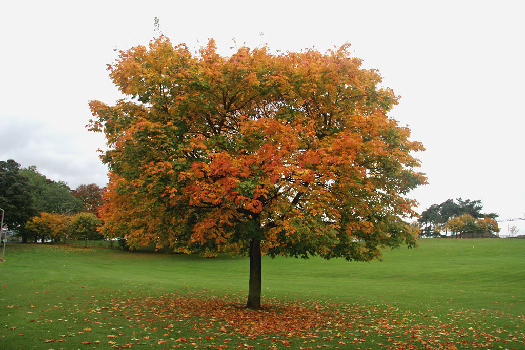 Tree near the SW corner of Inch Park