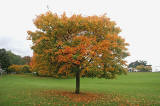 Tree near the SW corner of Inch Park