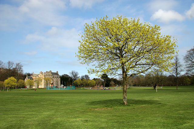 Tree near the SW corner of Inch Park