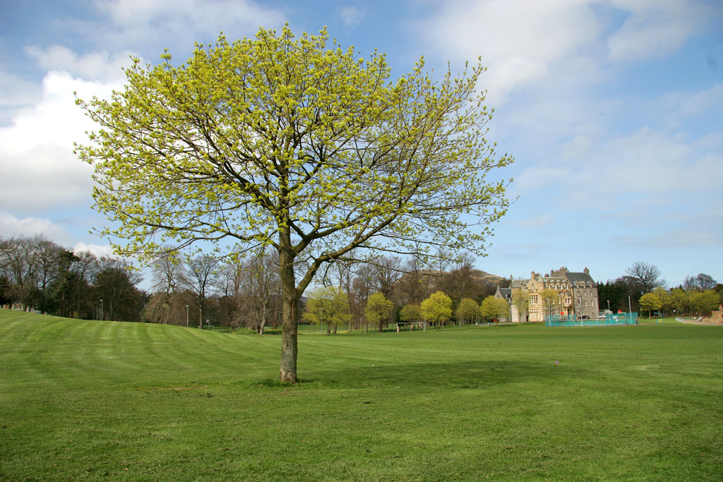 Tree near the SW corner of Inch Park