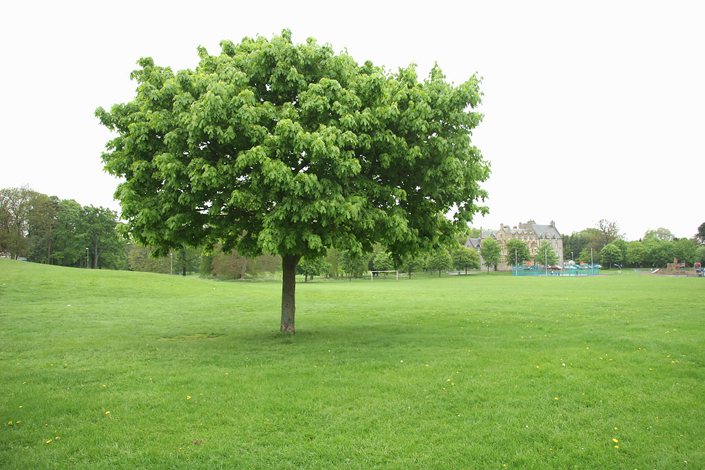 Tree near the SW corner of Inch Park