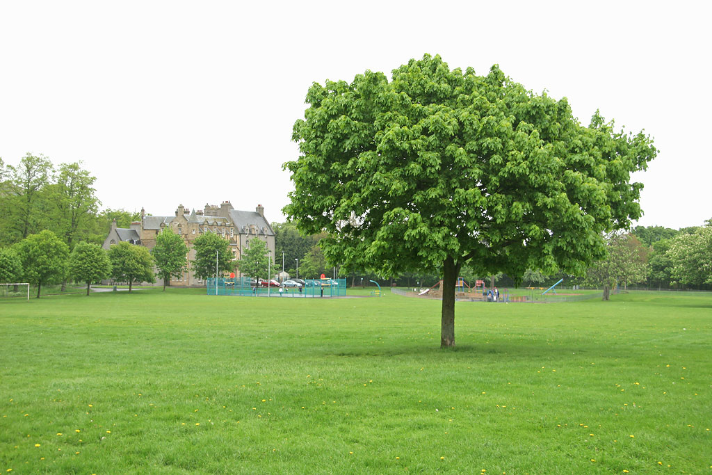 Tree near the SW corner of Inch Park