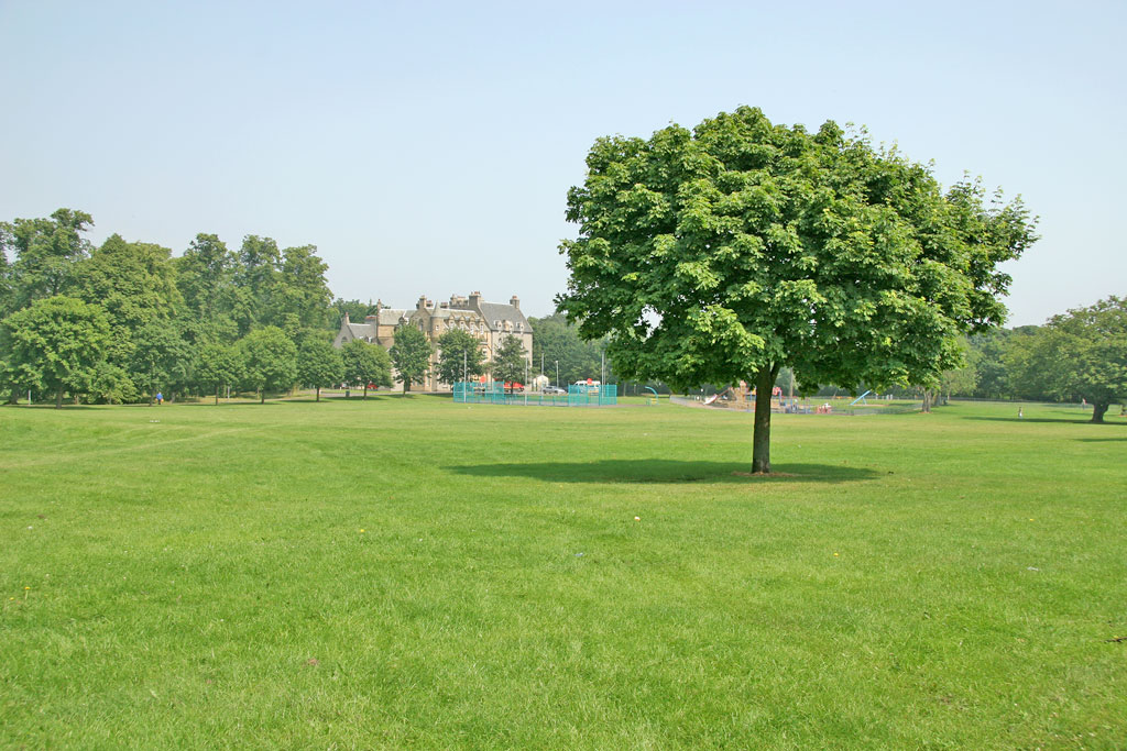 Tree near the SW corner of Inch Park