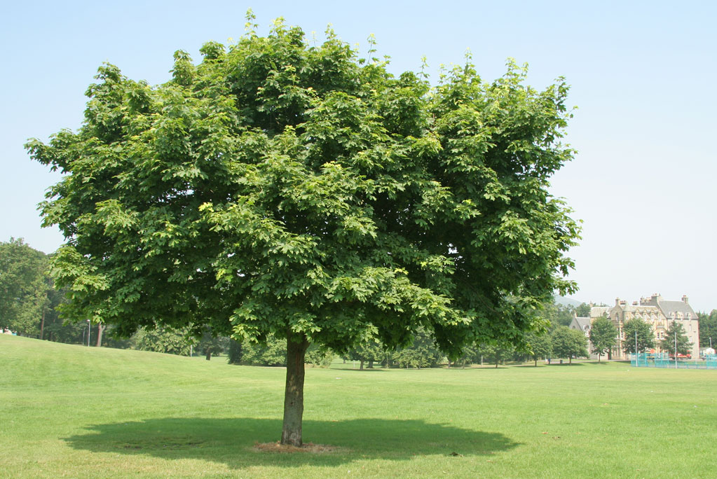 Sycamore Tree near the SW corner of Inch Park