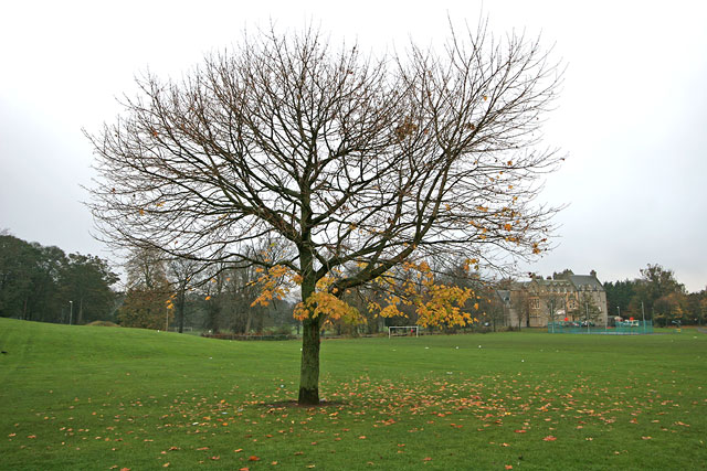 Tree near the SW corner of Inch Park