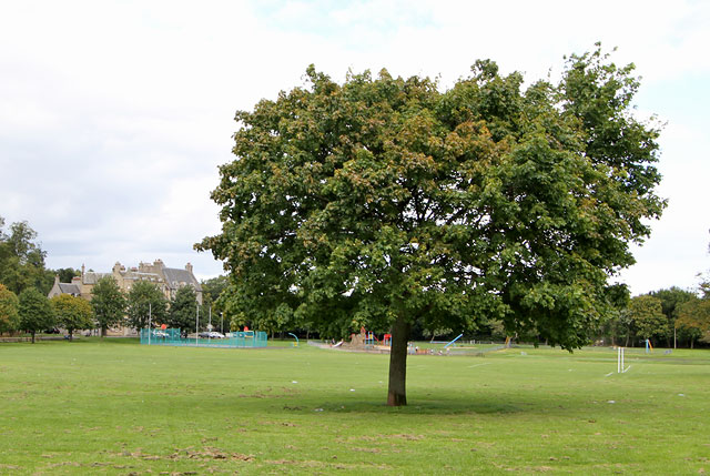 Tree near the SW corner of Inch Park