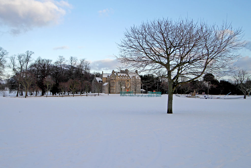 Tree near the SW corner of Inch Park