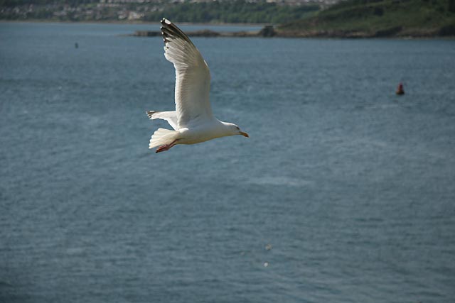 A Seagul above the Island of Inchcolm in the Firth of Forth