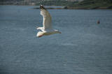 A Seagul above the Island of Inchcolm in the Firth of Forth