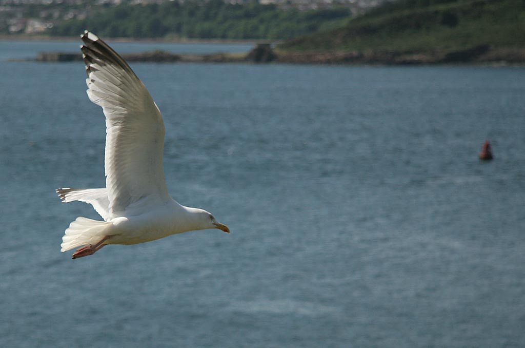 A Seagul above the Island of Inchcolm in the Firth of Forth
