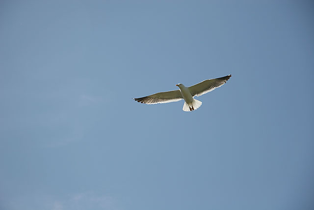 A Seagul above the Island of Inchcolm in the Firth of Forth
