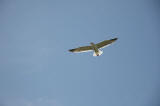 A Seagul above the Island of Inchcolm in the Firth of Forth