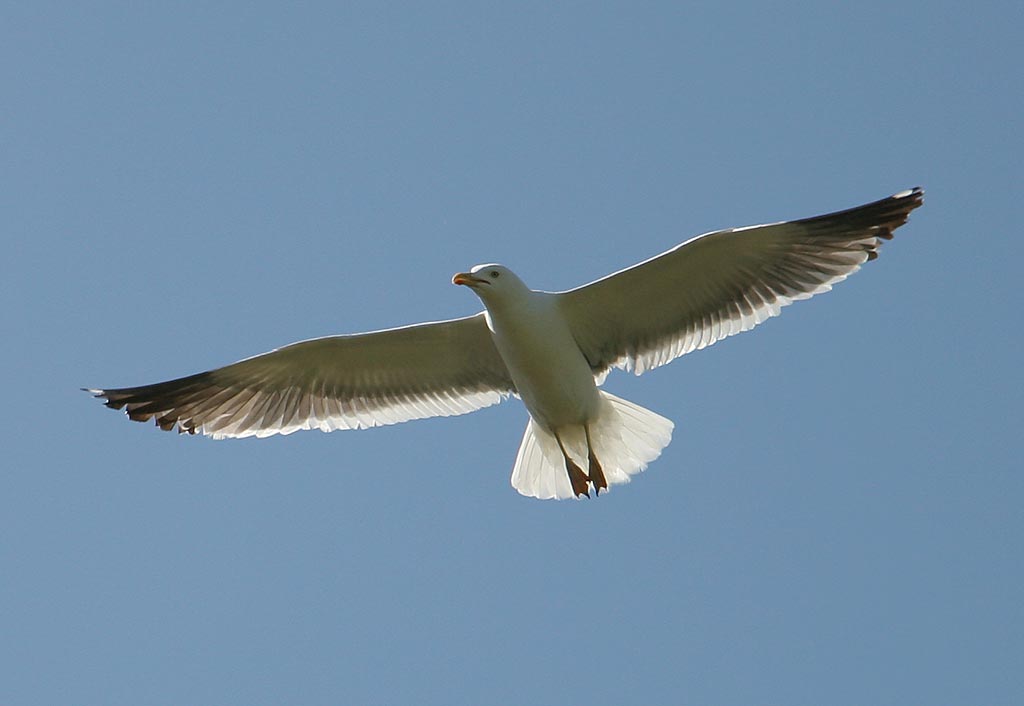 A Seagul above the Island of Inchcolm in the Firth of Forth