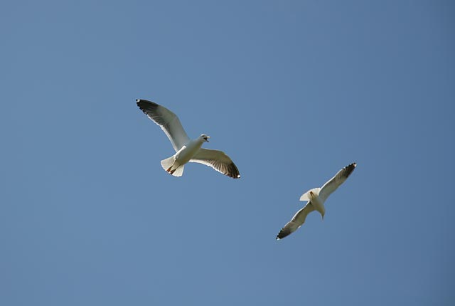 Seaguls above the Island of Inchcolm in the Firth of Forth