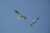 Seaguls above the Island of Inchcolm in the Firth of Forth