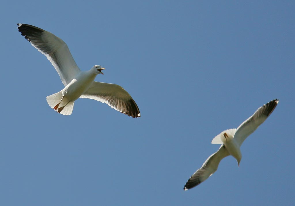 Seaguls above the Island of Inchcolm in the Firth of Forth