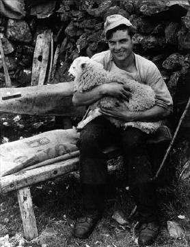 Shearer in Kirkcudbrightshire in the 1960s  -  Photograph from the David Innes Collection of Photographs, on exhibition at the Royal Museum, Edinburgh, 2004