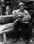 Sheep Shearer in Kirkcudbrightshire in the 1960s  -  One of the photographs by David Innes on display in an exhibition at the Royal Museum, Edinburgh, 2004