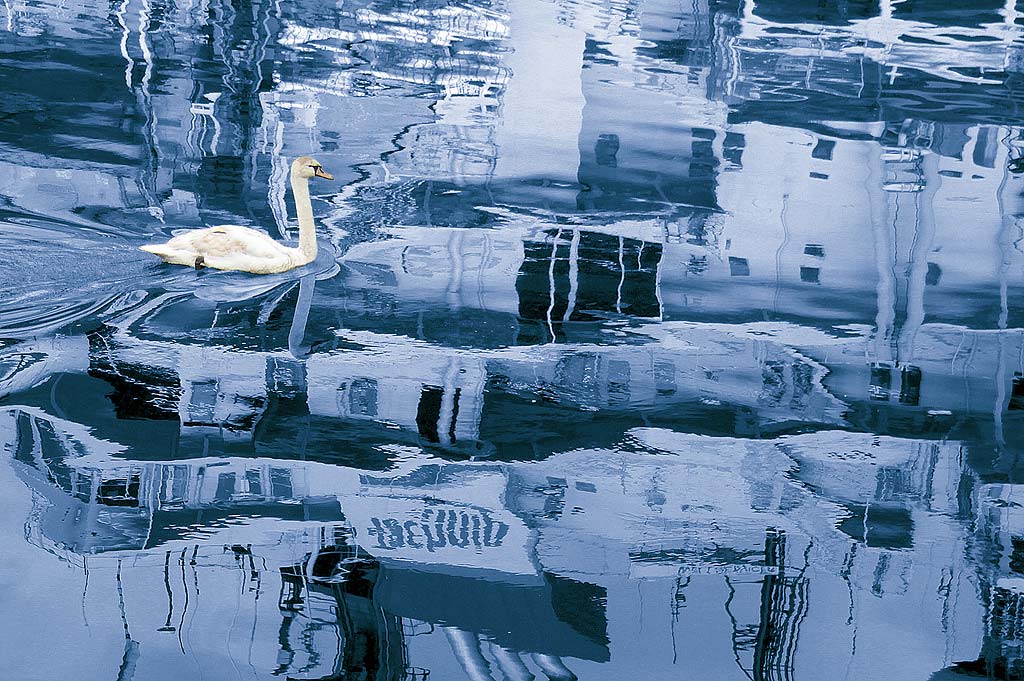 Reflections of the ship 'Wellservicer', and a swan,  at Prince of Wales Dock, Leith, 2011