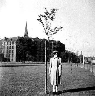 Tree planted in Leith Links to commemorate the Queen's Coronation in 1953