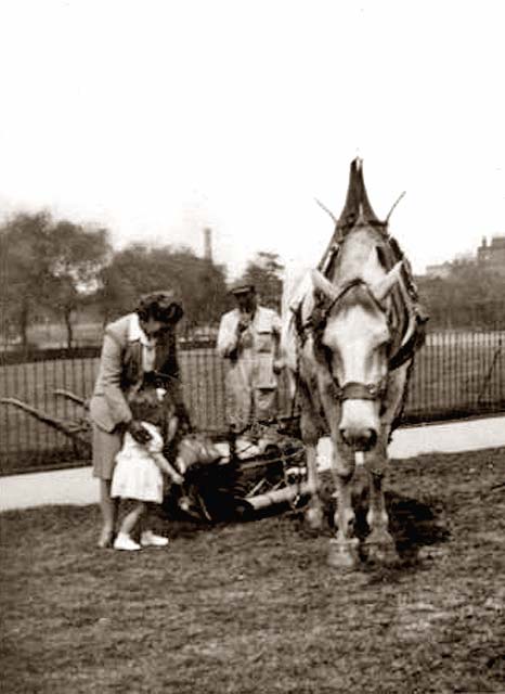 Tree planted in Leith Links to commemorate the Queen's Coronation in 1953