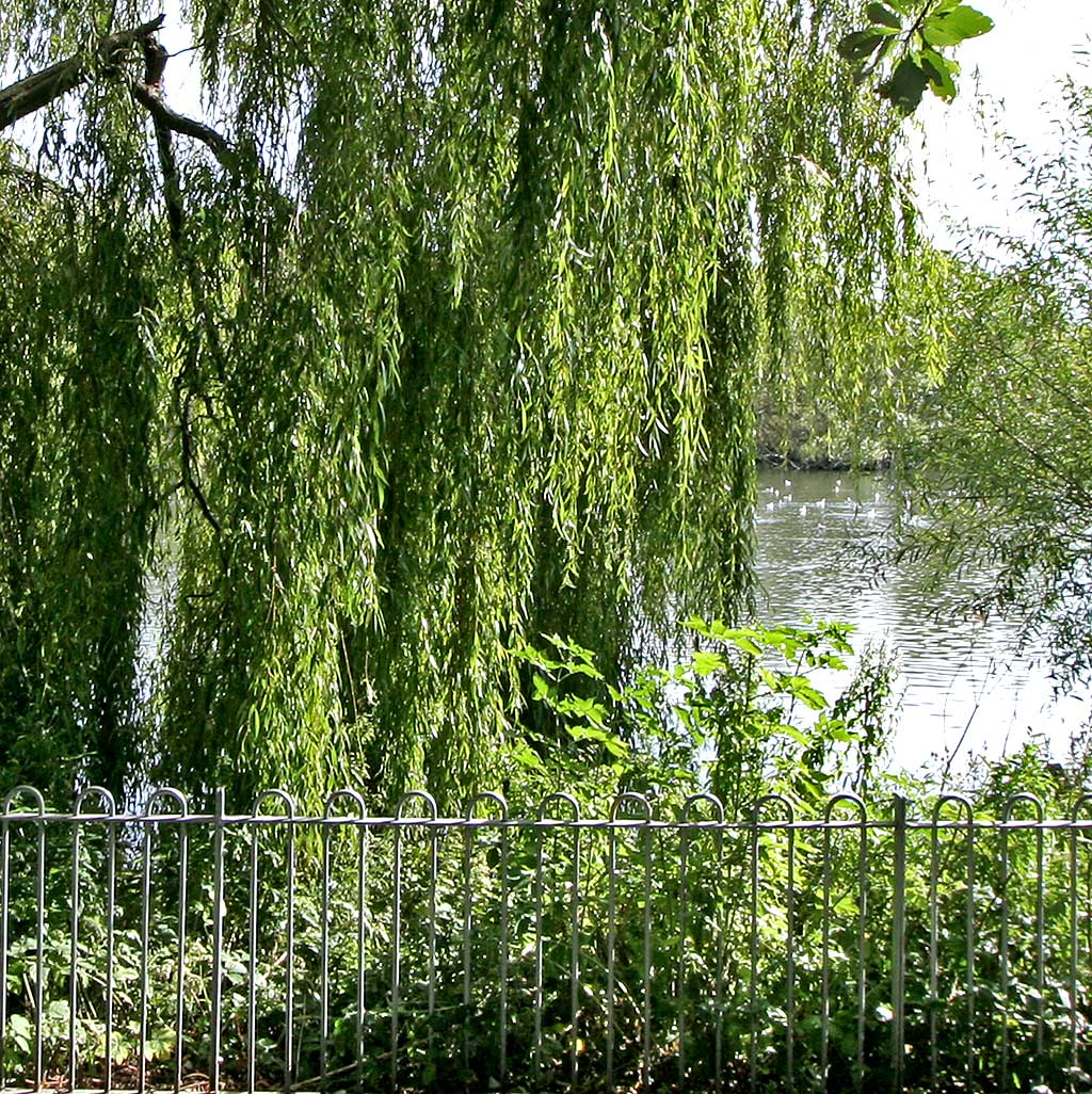 Lochend Park  -  September 2009