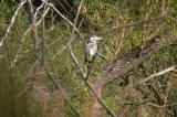 Lochend Park - September 2009