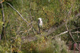 Lochend Park - September 2009