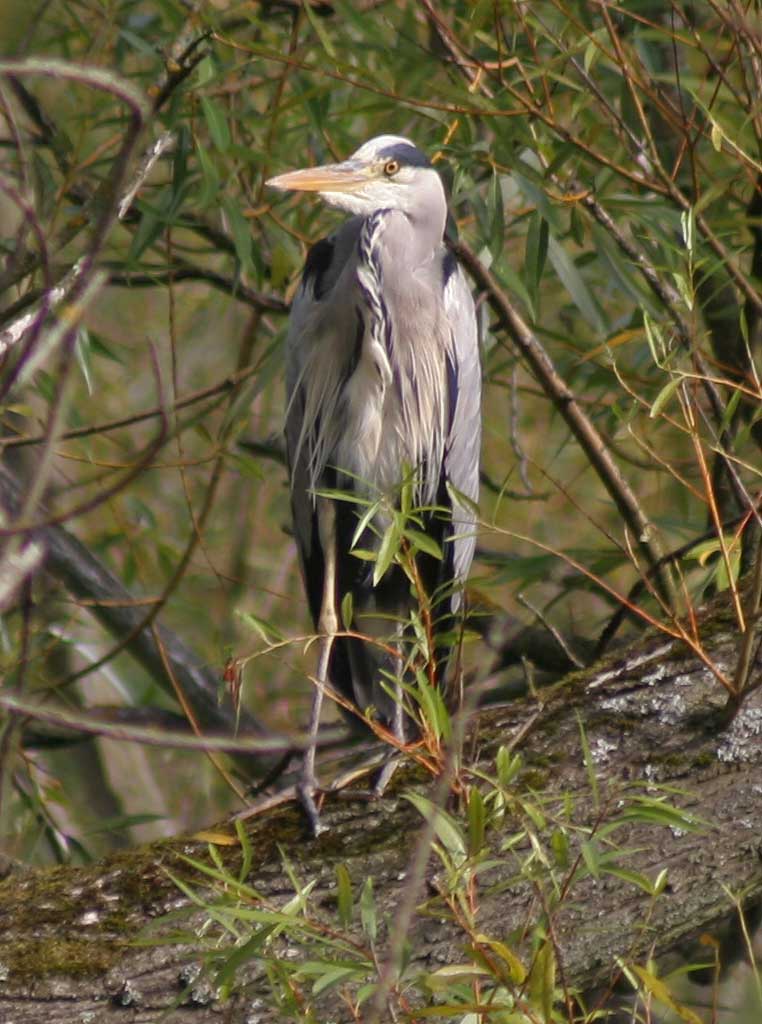 Lochend Park  -  September 2009