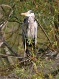 Lochend Park  -  September 2009