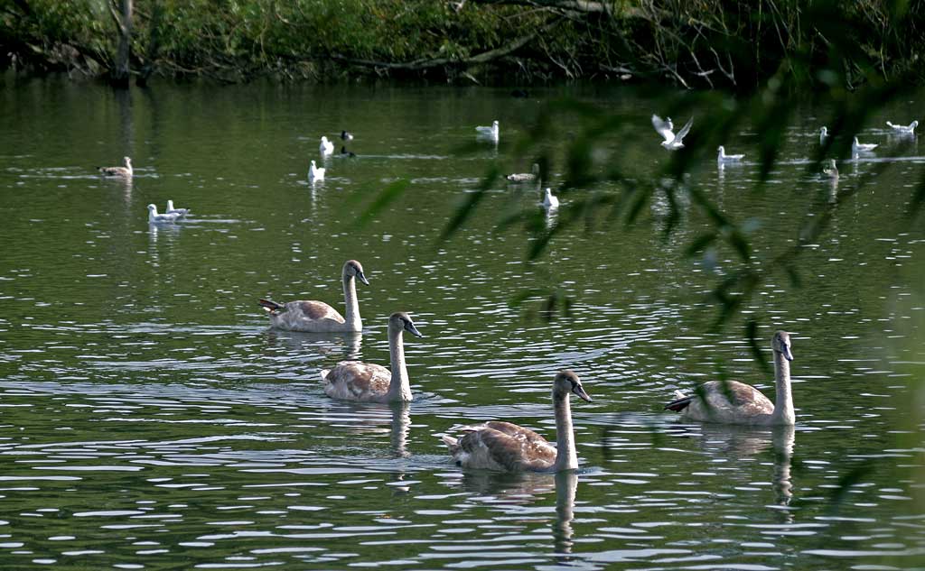 Lochend Park  -  September 2009