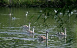 Lochend Park - September 2009