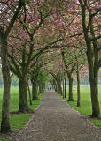 The Meadows  -  Cherry Blossom  -  May 2008