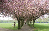 The Meadows  -  Cherry Blossom  -  May 2008