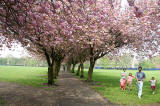 The Meadows  -  Cherry Blossom  -  May 2008