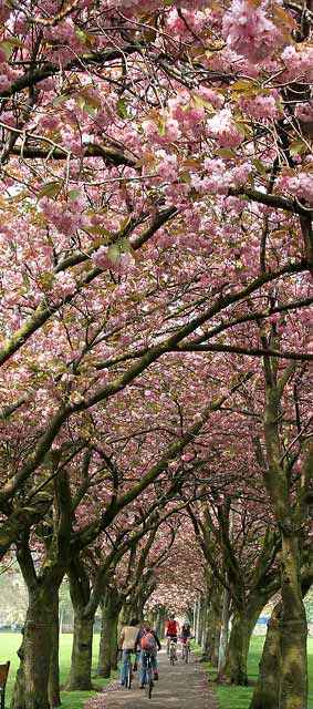 The Meadows  -  Cherry Blossom  -  May 2008