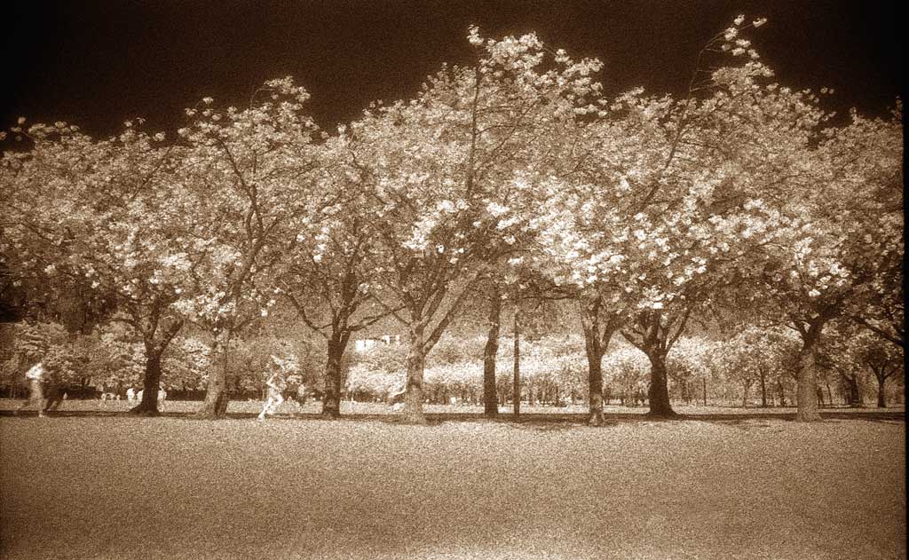 The Meadows  -  Cherry Blossom  -  May 2008