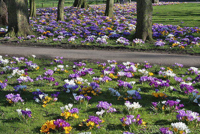 Crocuses at the Eastern end of Melville Drive  -  March 2014