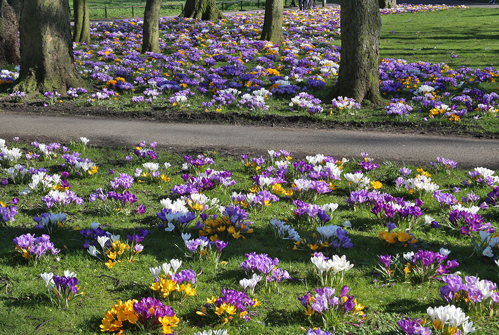 Crocuses at the Eastern end of Melville Drive  -  March 2014