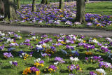 Crocuses at the Eastern end of Melville Drive  -  March 2014