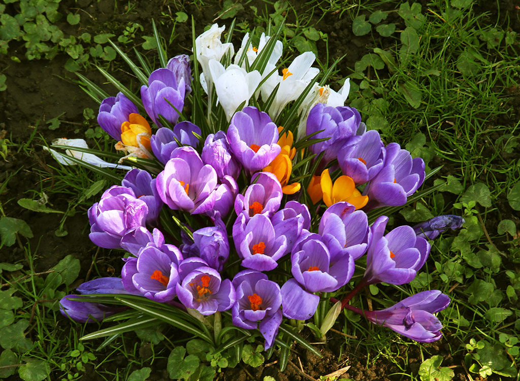 Crocuses at the Eastern end of Melville Drive  -  March 2014