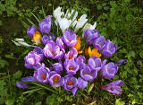 Crocuses at the Eastern end of Melville Drive  -  March 2014