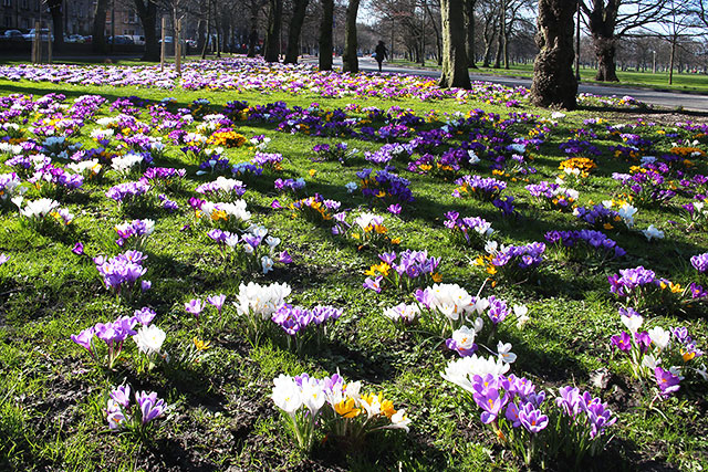 Crocuses at the Eastern end of Melville Drive  -  March 2014